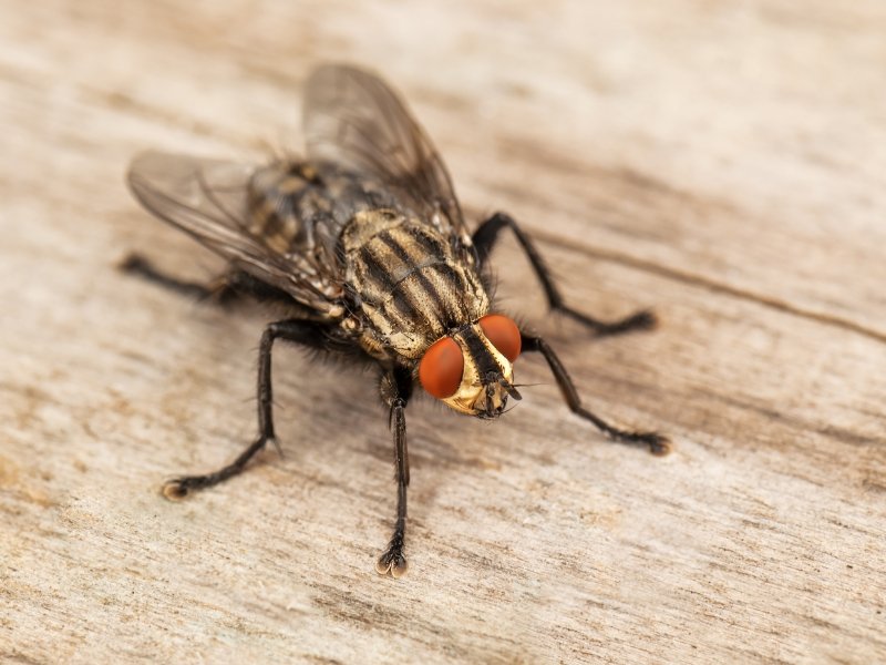 Curiosidades sobre os Grandes Insetos do Brasil 3 Mosca