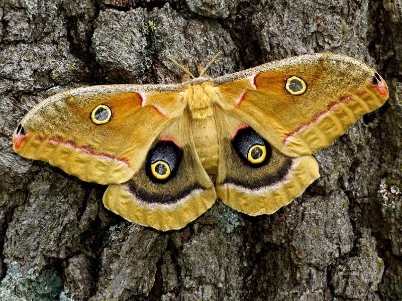 Curiosidades sobre os Grandes Insetos do Brasil 5 mariposa
