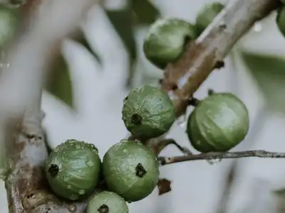 A jabuticaba: origem, sabor, benefícios e curiosidades da fruta brasileira