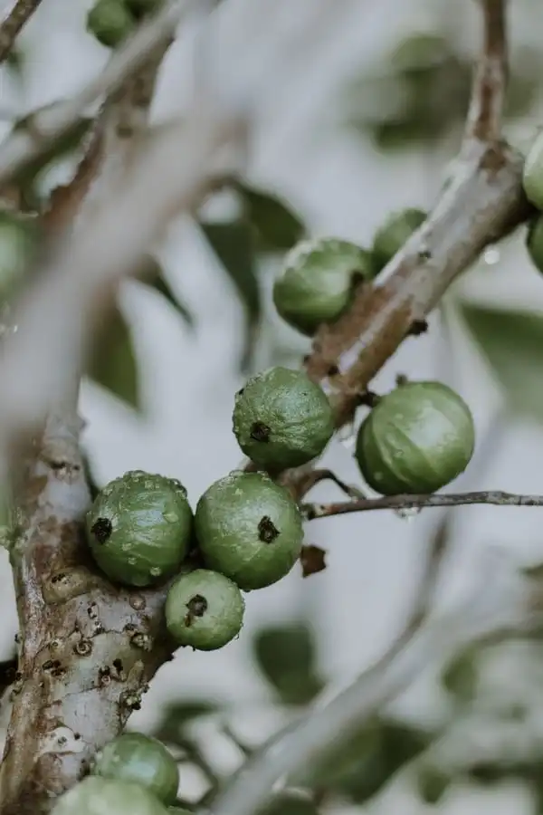 A jabuticaba: origem, sabor, benefícios e curiosidades da fruta brasileira