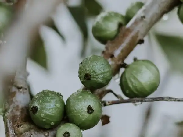 A jabuticaba: origem, sabor, benefícios e curiosidades da fruta brasileira