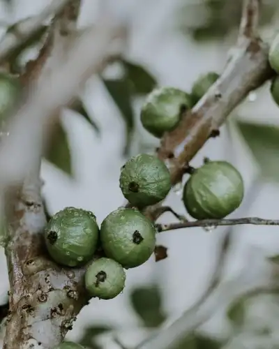 A jabuticaba: origem, sabor, benefícios e curiosidades da fruta brasileira