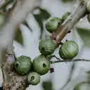 A jabuticaba: origem, sabor, benefícios e curiosidades da fruta brasileira