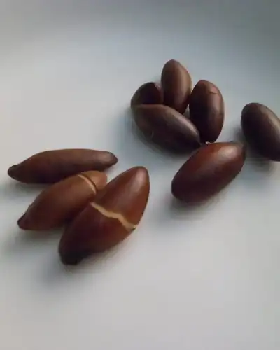 Baru: o que é, benefícios da castanha, como comer e onde encontrar