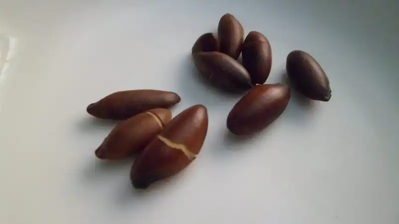 Baru: o que é, benefícios da castanha, como comer e onde encontrar