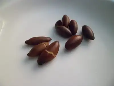 Baru: o que é, benefícios da castanha, como comer e onde encontrar