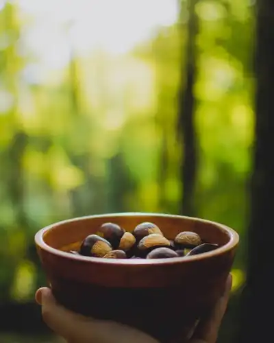 Baru: o que é, benefícios da castanha, como comer e onde encontrar
