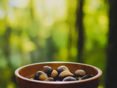 Baru: o que é, benefícios da castanha, como comer e onde encontrar