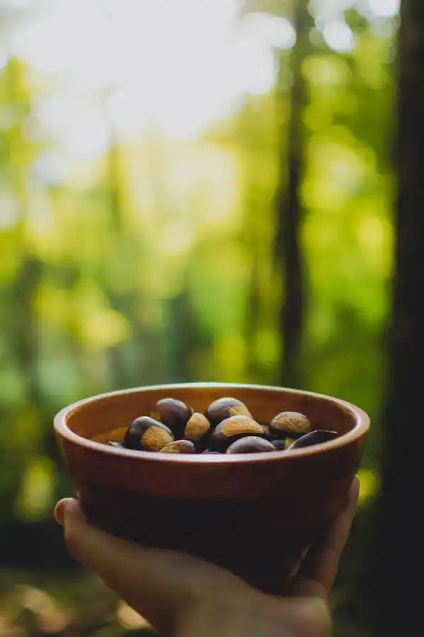 Baru: o que é, benefícios da castanha, como comer e onde encontrar