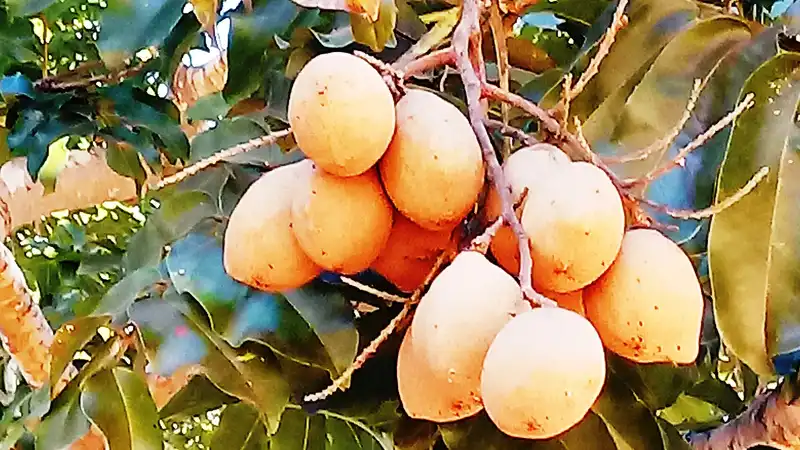Baru: o que é, benefícios da castanha, como comer e onde encontrar