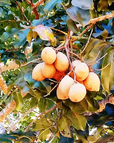 Baru: o que é, benefícios da castanha, como comer e onde encontrar