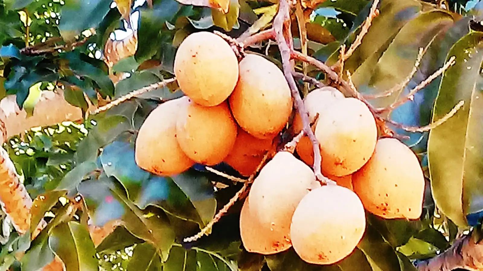Baru: o que é, benefícios da castanha, como comer e onde encontrar