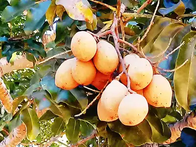 Baru: o que é, benefícios da castanha, como comer e onde encontrar