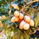Baru: o que é, benefícios da castanha, como comer e onde encontrar