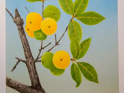 Cagaita: o que é, benefícios, efeito laxativo e como consumir