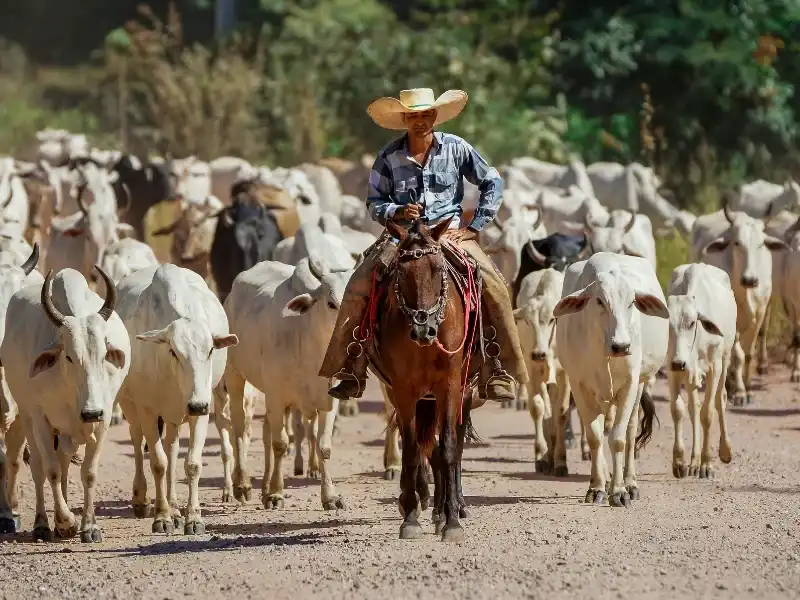 Gírias do Centro-Oeste: Dicionário Atualizado 2026 com Expressões de Goiás, Mato Grosso e Pantanal