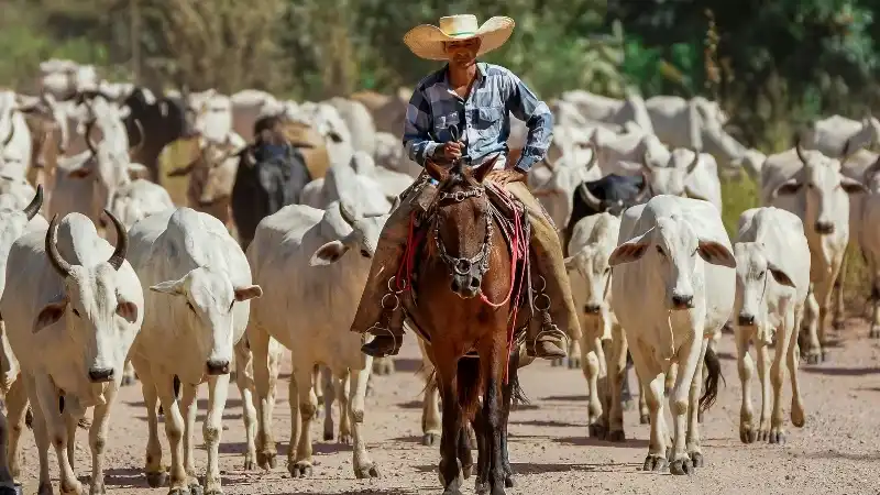 Gírias do Centro-Oeste: Dicionário Atualizado 2026 com Expressões de Goiás, Mato Grosso e Pantanal
