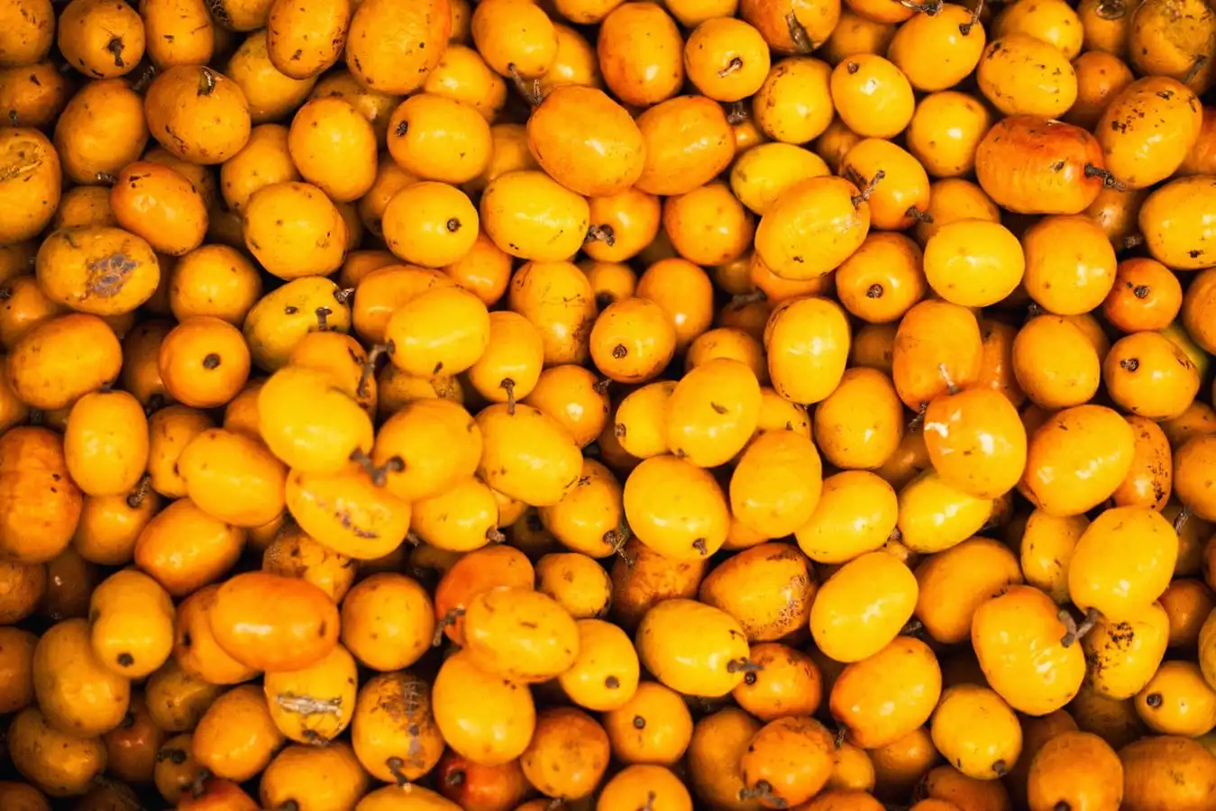 Para que serve o óleo de buriti? Benefícios, usos e como aplicar