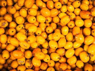 Para que serve o óleo de buriti? Benefícios, usos e como aplicar