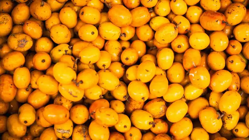 Para que serve o óleo de buriti? Benefícios, usos e como aplicar