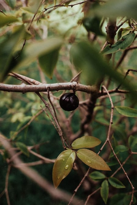 A jabuticaba: origem, sabor, benefícios e curiosidades da fruta brasileira