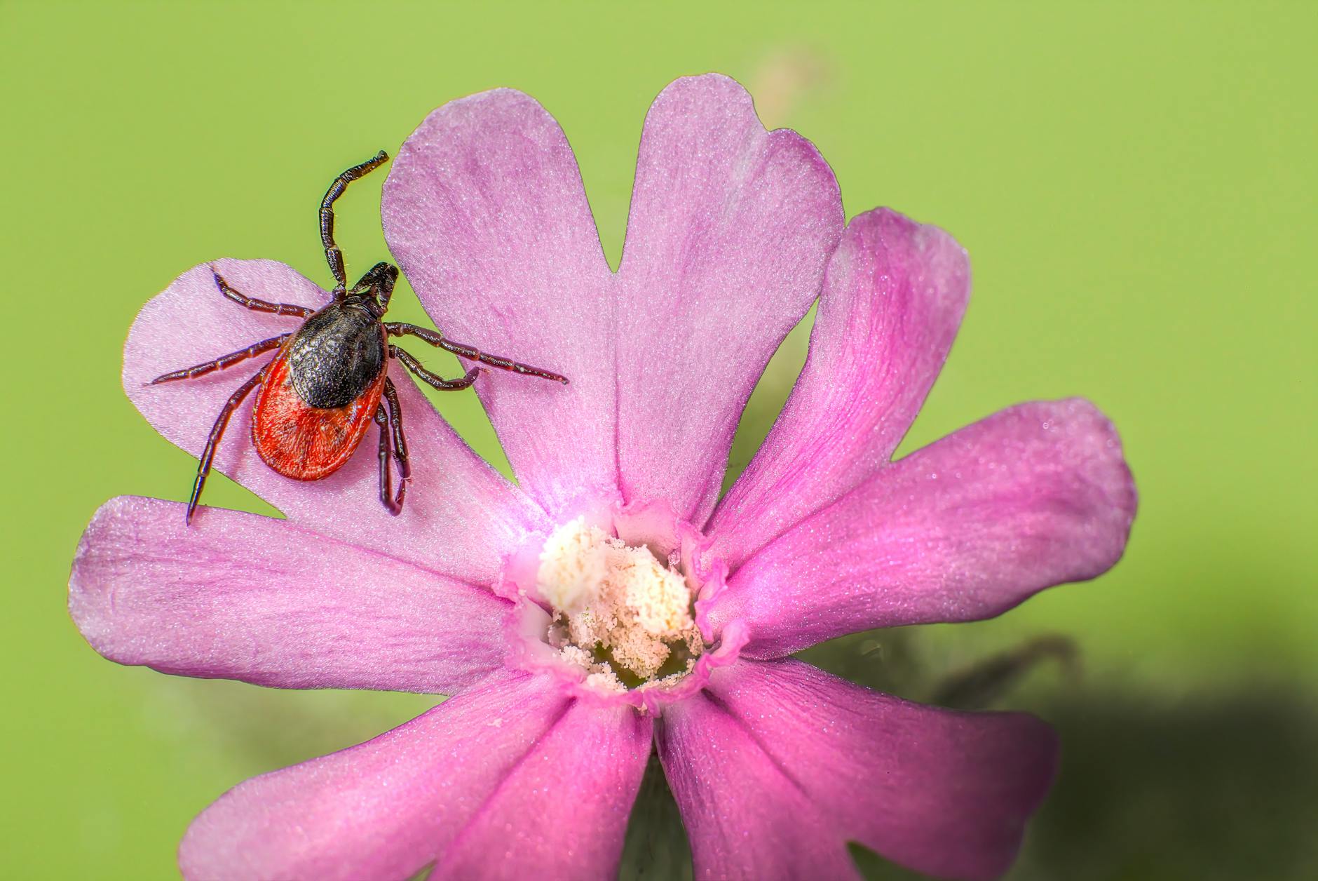 Carrapatos no Brasil: Guia de Prevenção para Trilheiros e Amantes da Natureza