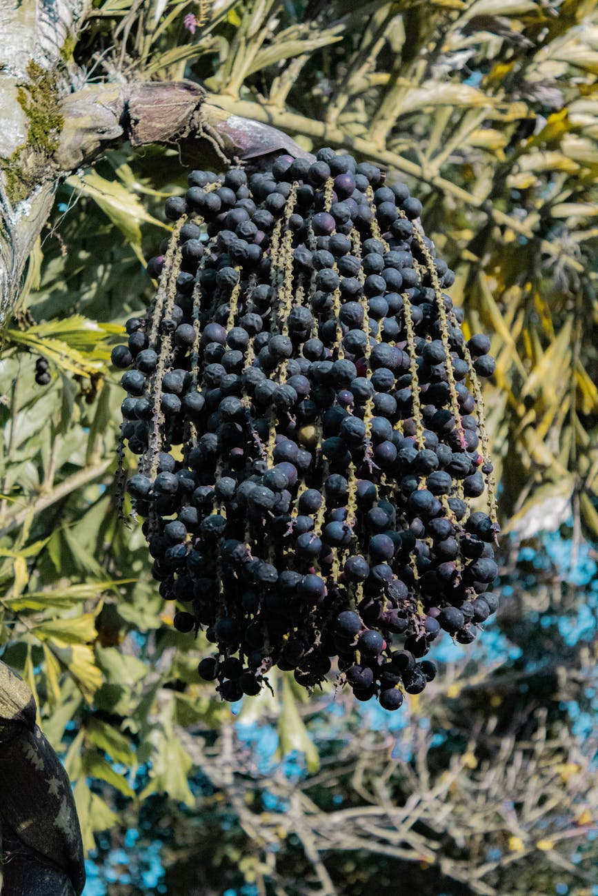 Muito Além do Açaí: 7 Frutas Exóticas Brasileiras que Você Precisa Provar